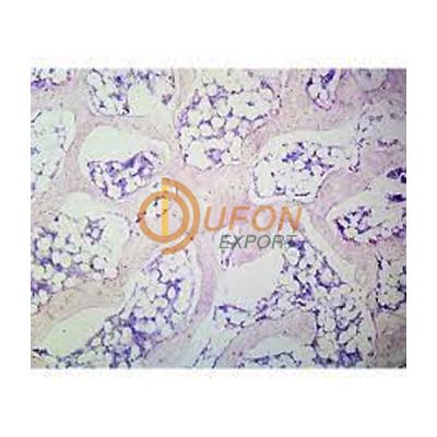 Histology Bone Prepared Slide