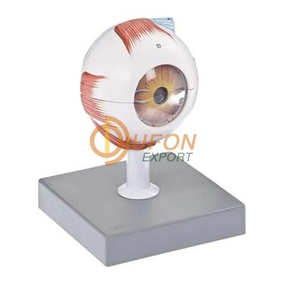 Human Eye Model