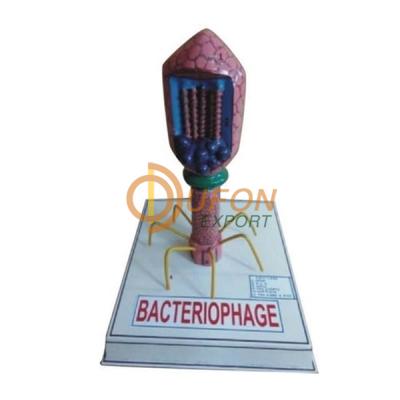 Bacteriophage Virus Model