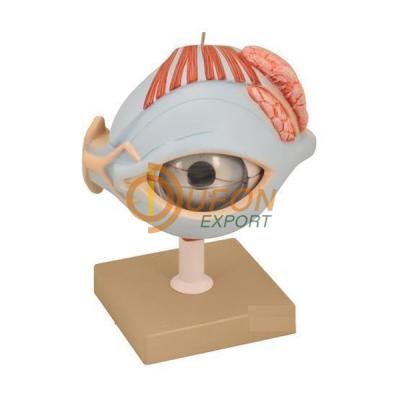 Human Eye with Lid