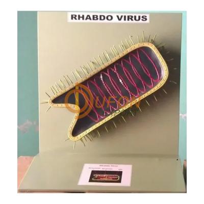 Rhabdo Virus Model