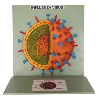 Influenza Virus Model