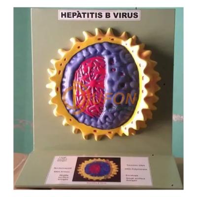 Hepatitis Virus Model
