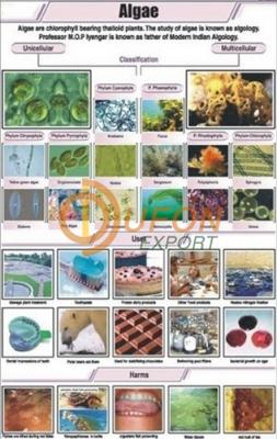 Algae Chart