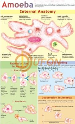 Amoeba Chart