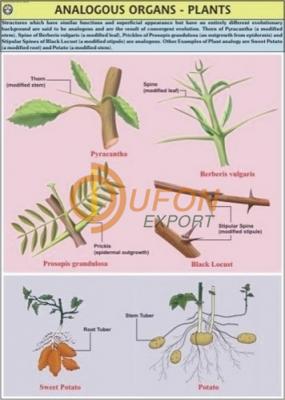 Analogous Organs Genetics and Evolution Charts