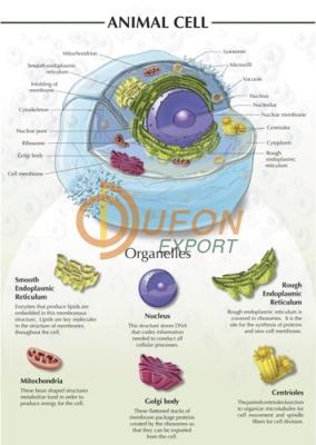 Animal Cell Chart