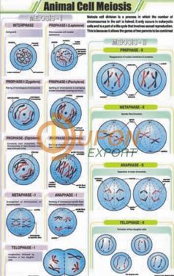 Animal Cell Mitosis Chart