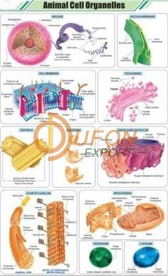 Animal Cell Organelles Chart