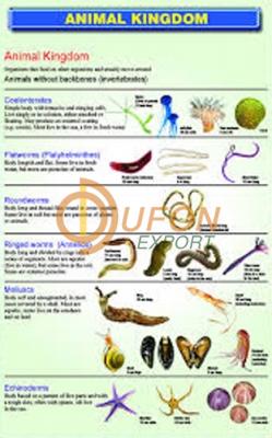 Animal Kingdom Classification Chart