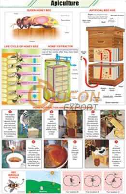 Apiculture