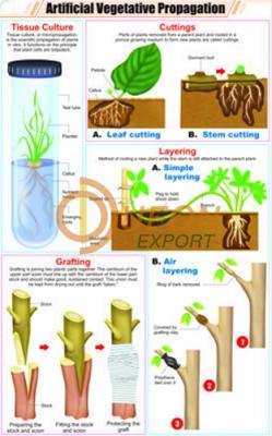 Artificial Vegetative Propagation Chart