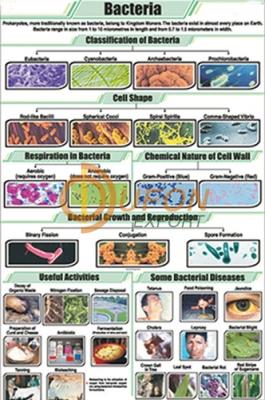 Bacteria Chart