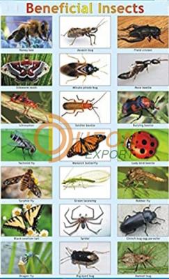 Beneficial Insects Chart