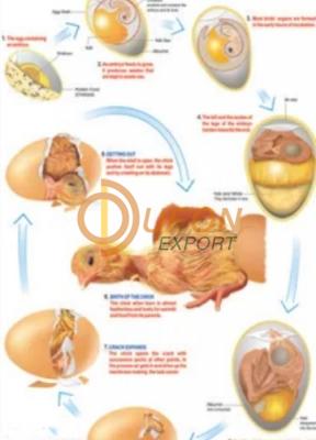 Birth of a Birds Chick Chart