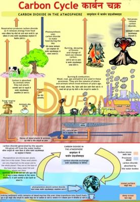 Carbon Cycle