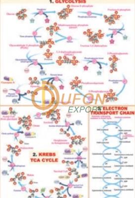 Cellular Respiration