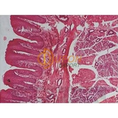 Comprehensive Histology Slide Set