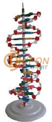 DNA Model