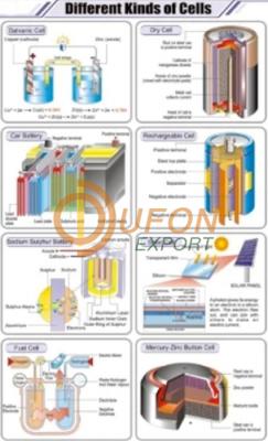 Different Kinds of Cells