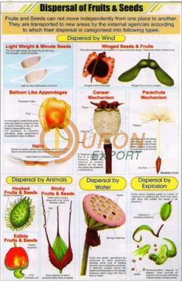 Dispersal of Fruits and Seeds Chart