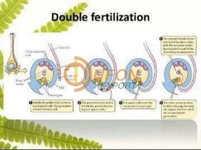 Double Fertilization Chart