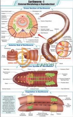 Earthworm - I External Morphology and Reproduction Chart