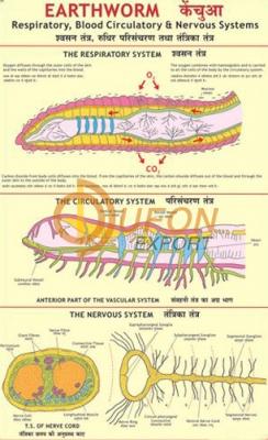 Earthworm - II Blood Circulation, Respiratory and Nervous System Chart