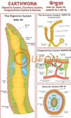 Earthworm - III Digestion, Skin and Excretion Chart