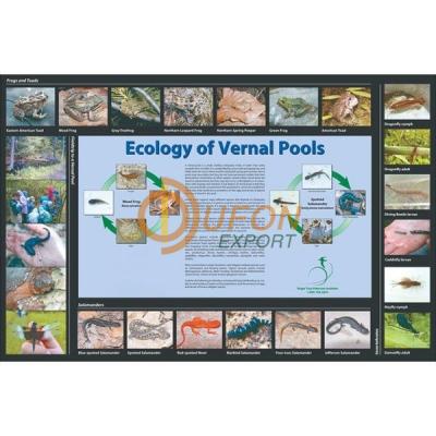 Ecology of Vernal Pools Poster