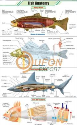 Fish Anatomy Chart