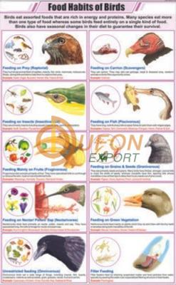 Food Habits of Birds Chart
