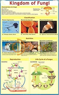 Fungi Chart