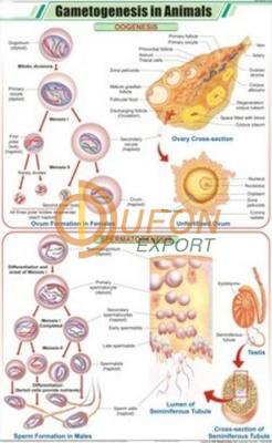 Gametogenesis in Animals Chart