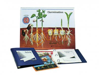 Germination Model