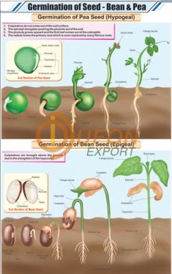 Germination of Seed: Bean & Pea Chart