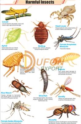 Harmful Insects Chart