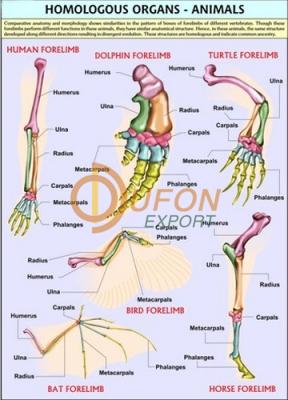 Homologous Organs