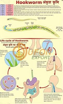 Hookworm Chart