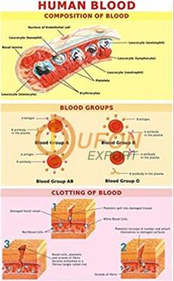 Human Blood Chart