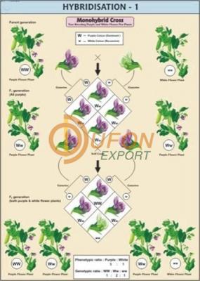 Hybridisation-1