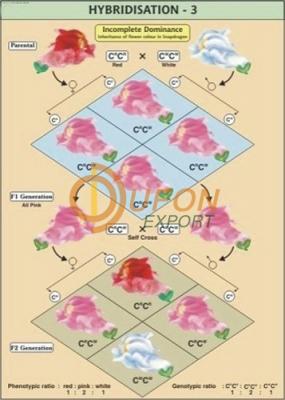 Hybridisation - 3
