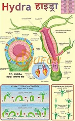 Hydra Chart