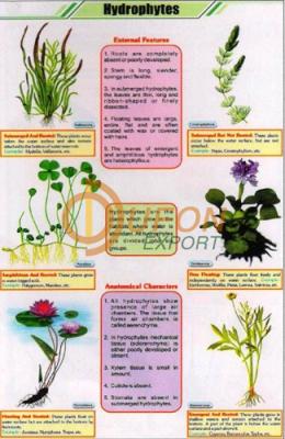 Hydrophytes Chart