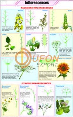 Inflorescences Chart