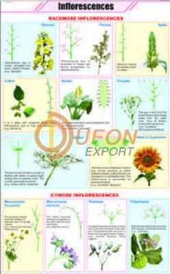 Inflorescences Chart