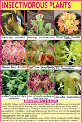 Insectivorous Plants Chart