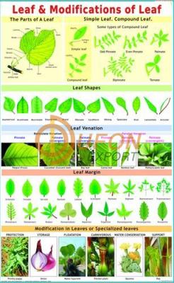 Leaf Modification Chart