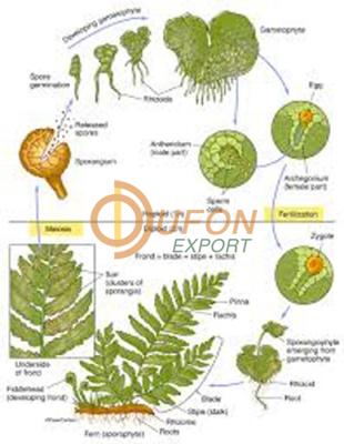 Life Cycle of Fern Chart