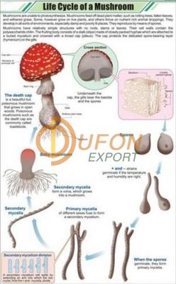 Life Cycle of a Mushroom Chart